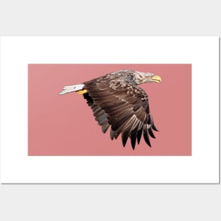 White Tailed Eagle Posters and Art